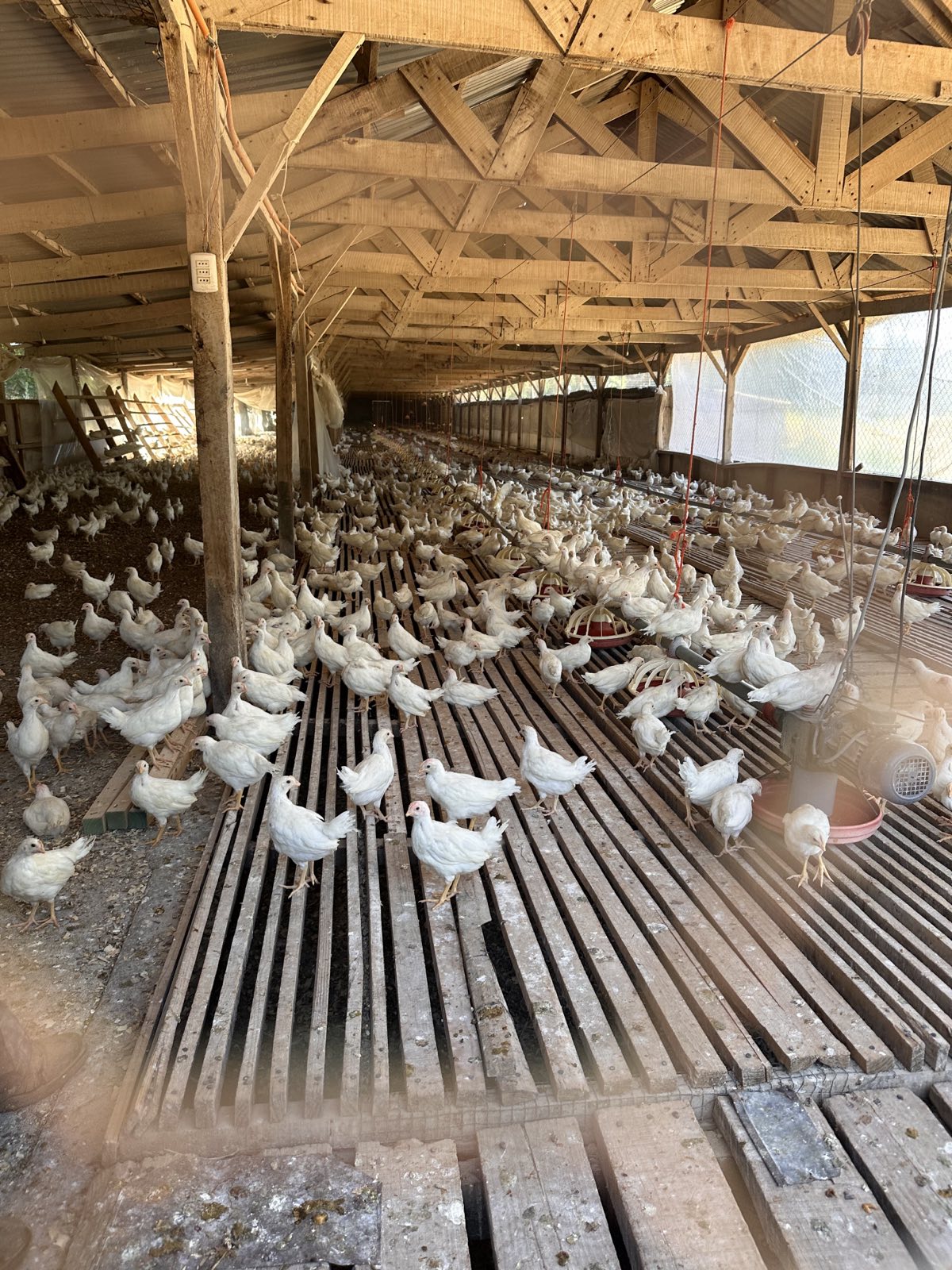 Gallinas de postura en galpón