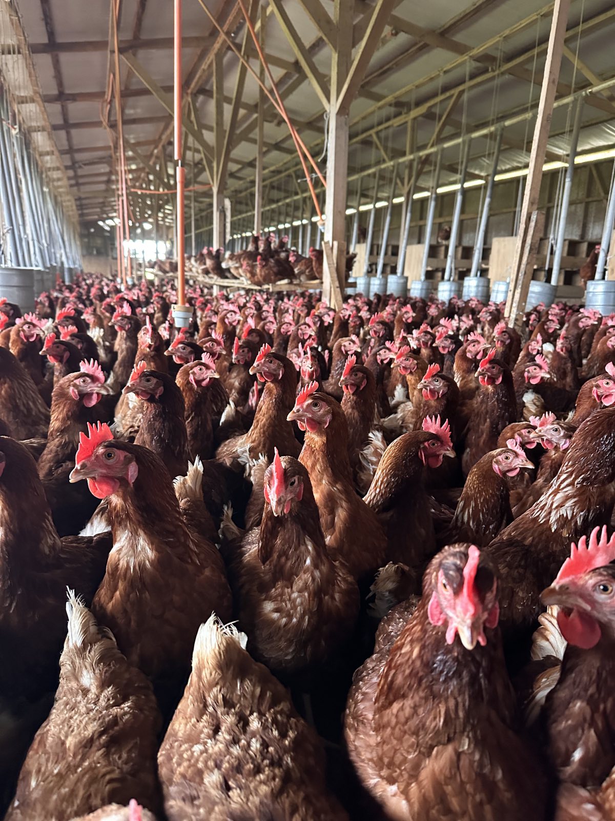Inspección de un plantel de gallinas de postura