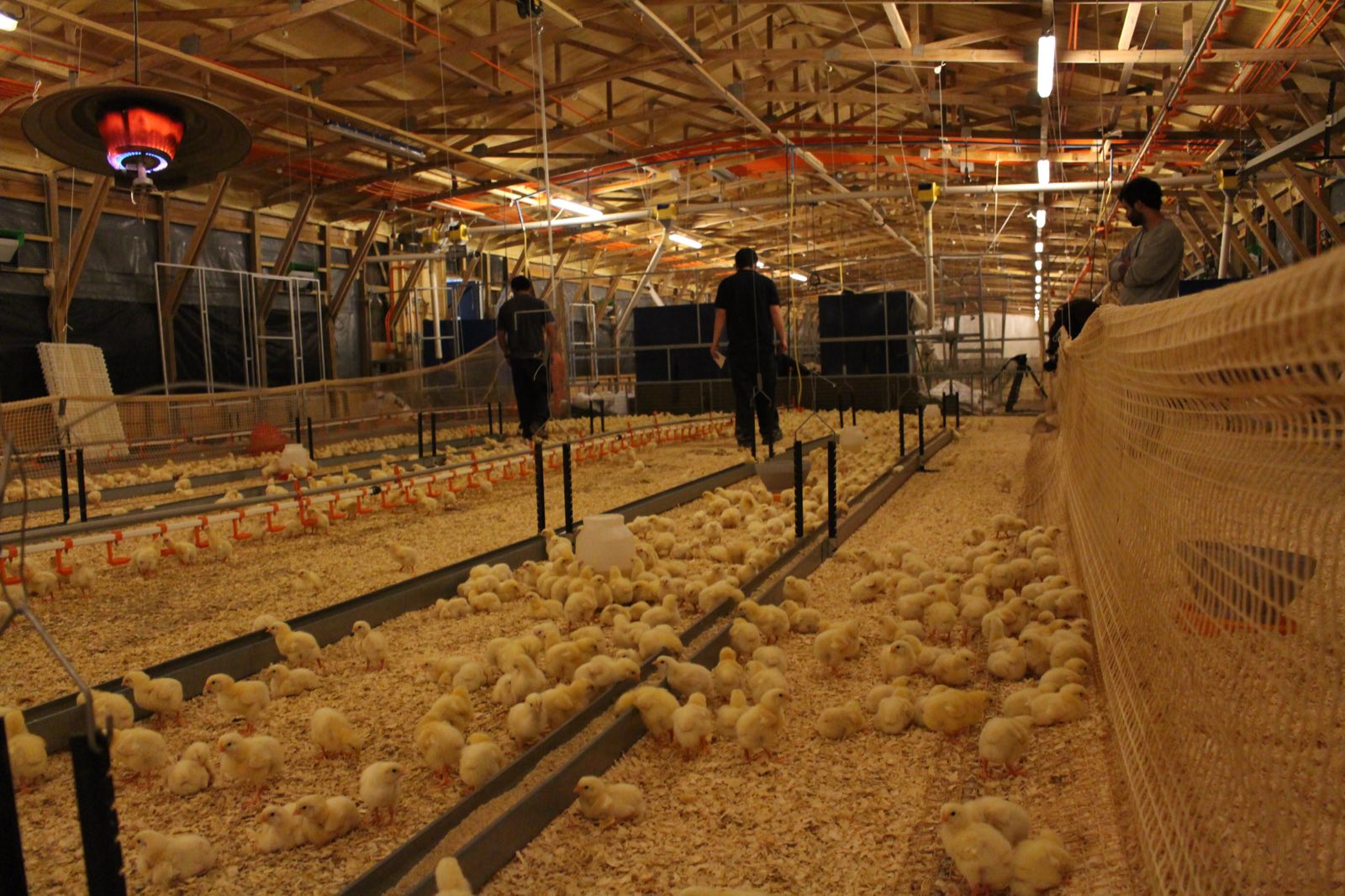 Gallinas free range