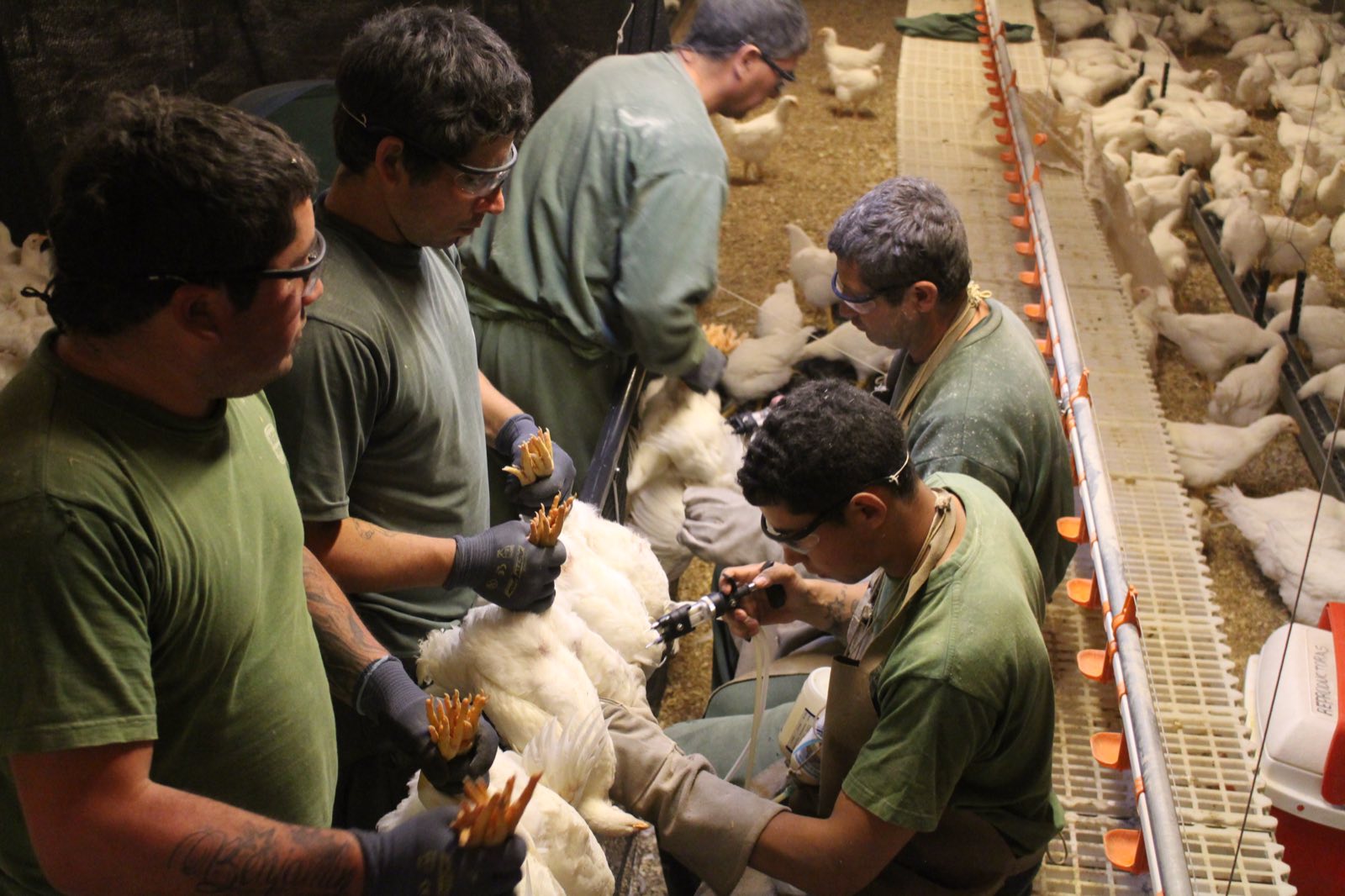 Equipo veterinario vacunando aves en galpón