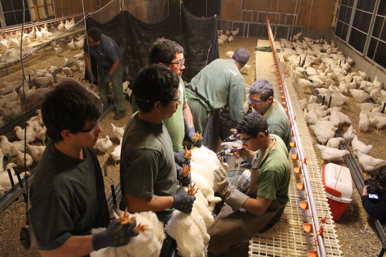 Revisión y manejo sanitario de aves en terreno