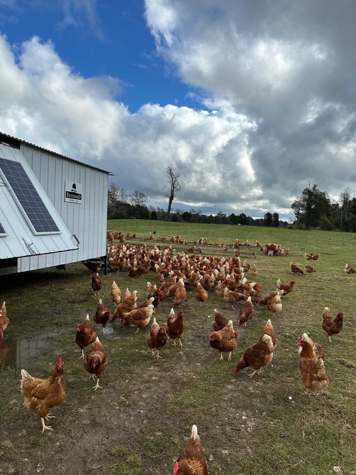 Gallinas en pastoreo junto a galpón móvil con panel solar