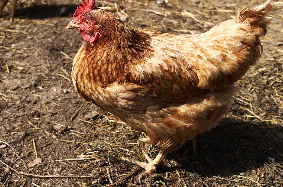 Gallina Lohmann Brown de perfil con los puntos de revisión